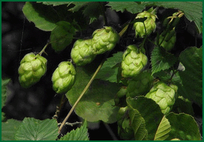 herbs - common hop