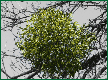 herbs - common mistletoe