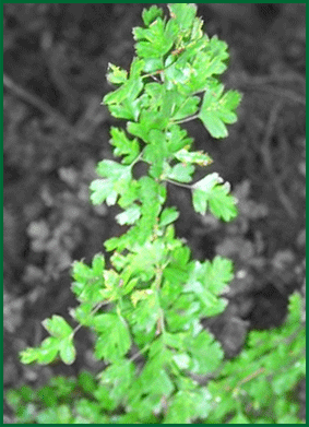 herbs - hawthorn