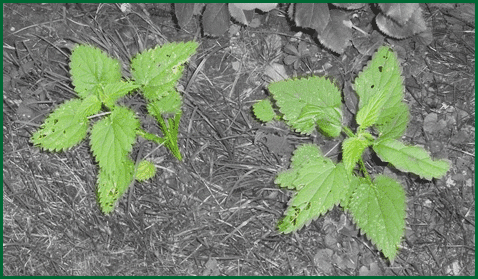herbs - nettle