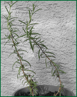 herbs - rosemary