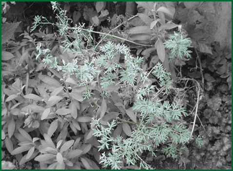 herbs - wormwood
